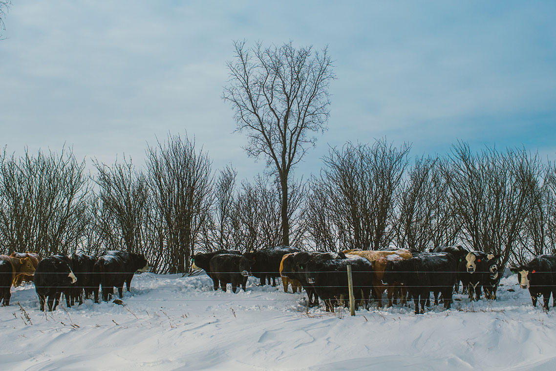 Lemon Tallow Lip Balm